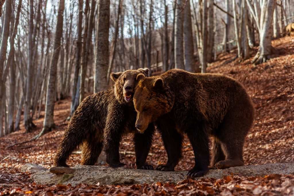 Arcturos Brown Bear Sanctuary